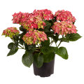 Hortensia i 17 cm potte